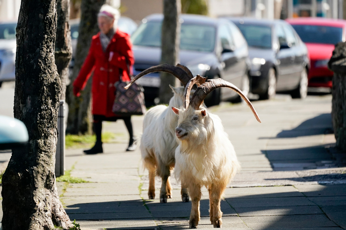 Mountain goats take over Welsh streets during coronavirus lockdown 1