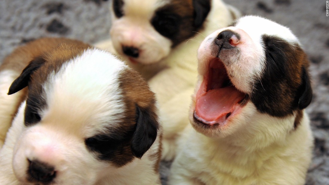 Experts: Your pet won't get coronavirus, so hug away 1