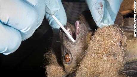 Bats are not to blame for coronavirus. Humans are 1