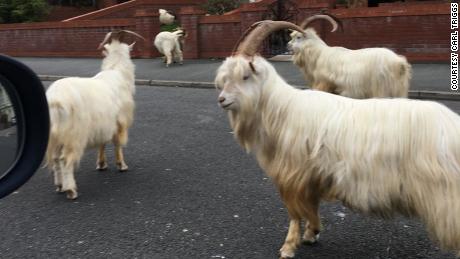 Wild goats take over Welsh town amid coronavirus lockdown 1