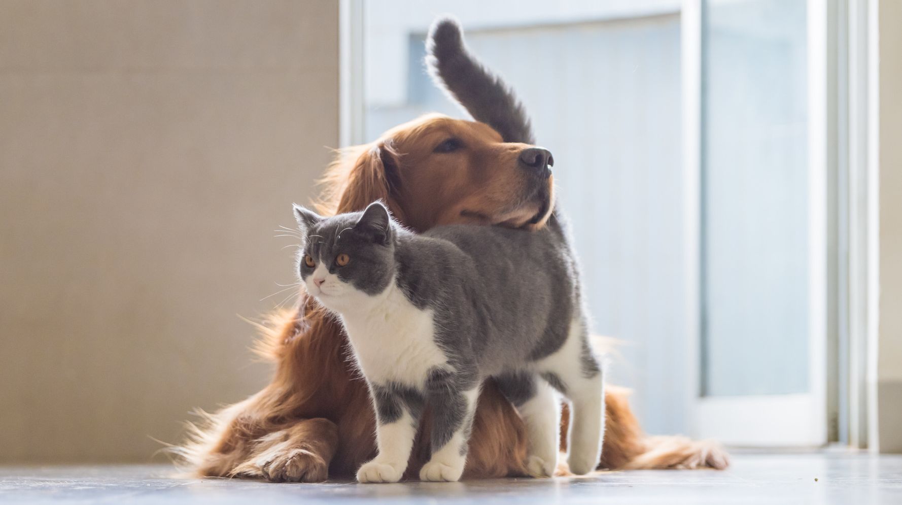 Despite Coronavirus ‘Chaos,’ Shelter Finds Home For Every Single Pet 1
