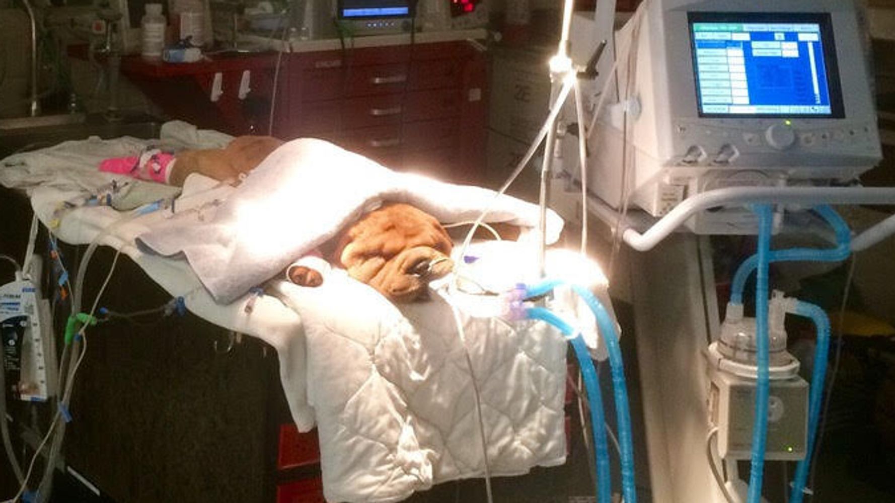 Animal Hospitals, Vets And Zoos Donate Ventilators To Treat Coronavirus Patients 1