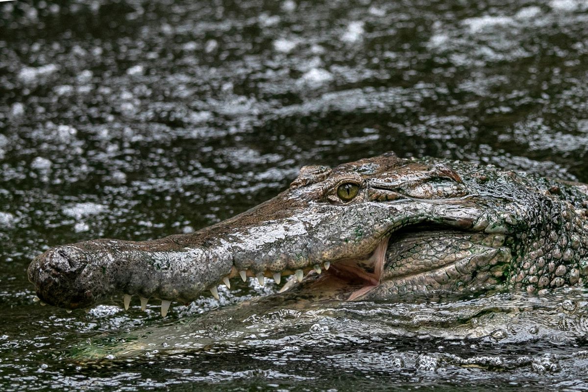 Man who breached coronavirus lockdown gets killed, eaten by crocodile: mayor 1 Man who breached coronavirus lockdown gets killed, eaten by crocodile: mayor 1