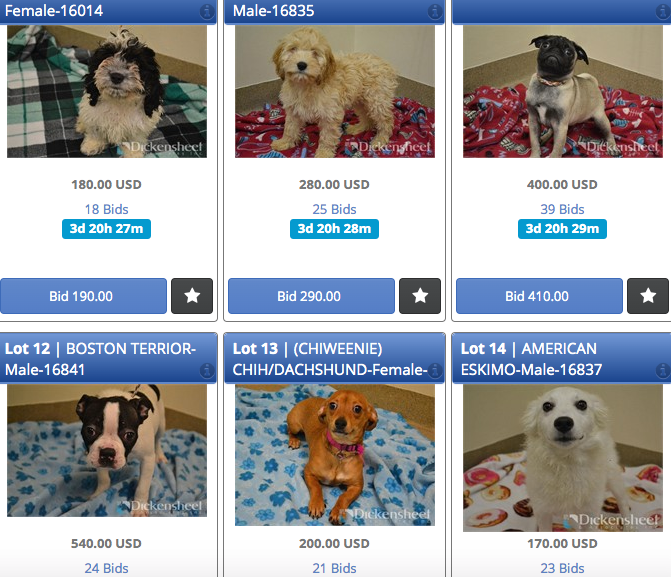 Dozens of puppies being auctioned online by Aurora amid coronavirus 1