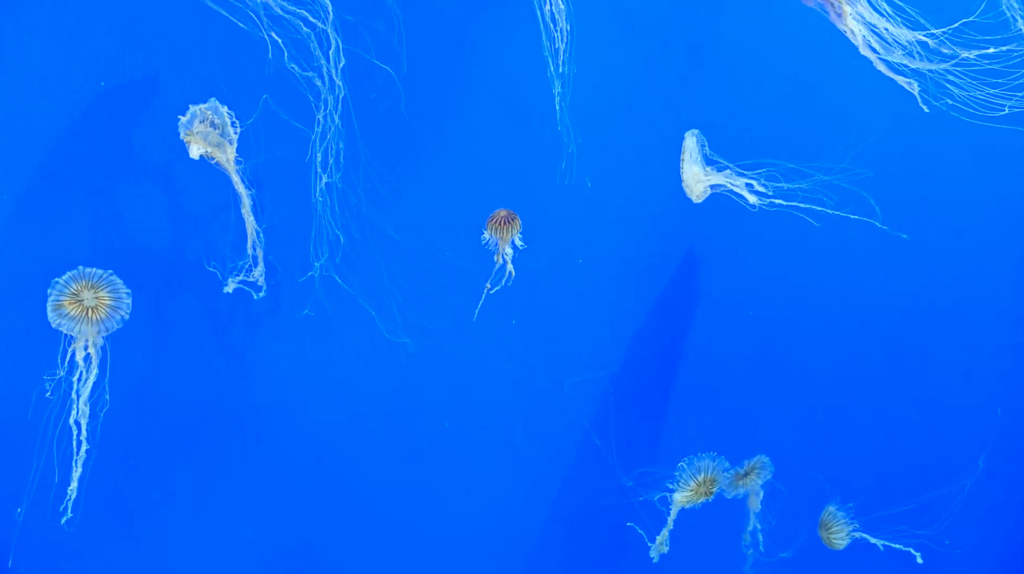 Museums and attractions create virtual exhibitions, activities during coronavirus closures 1