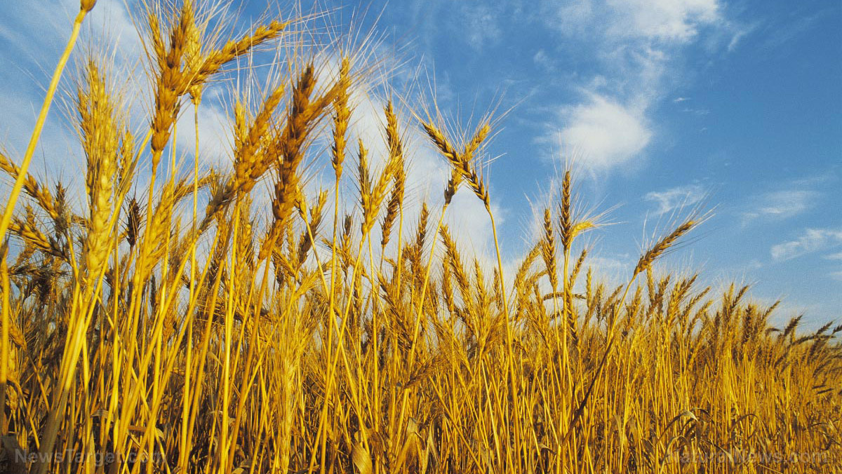 Food shortages about to hit Canada due to coronavirus 1