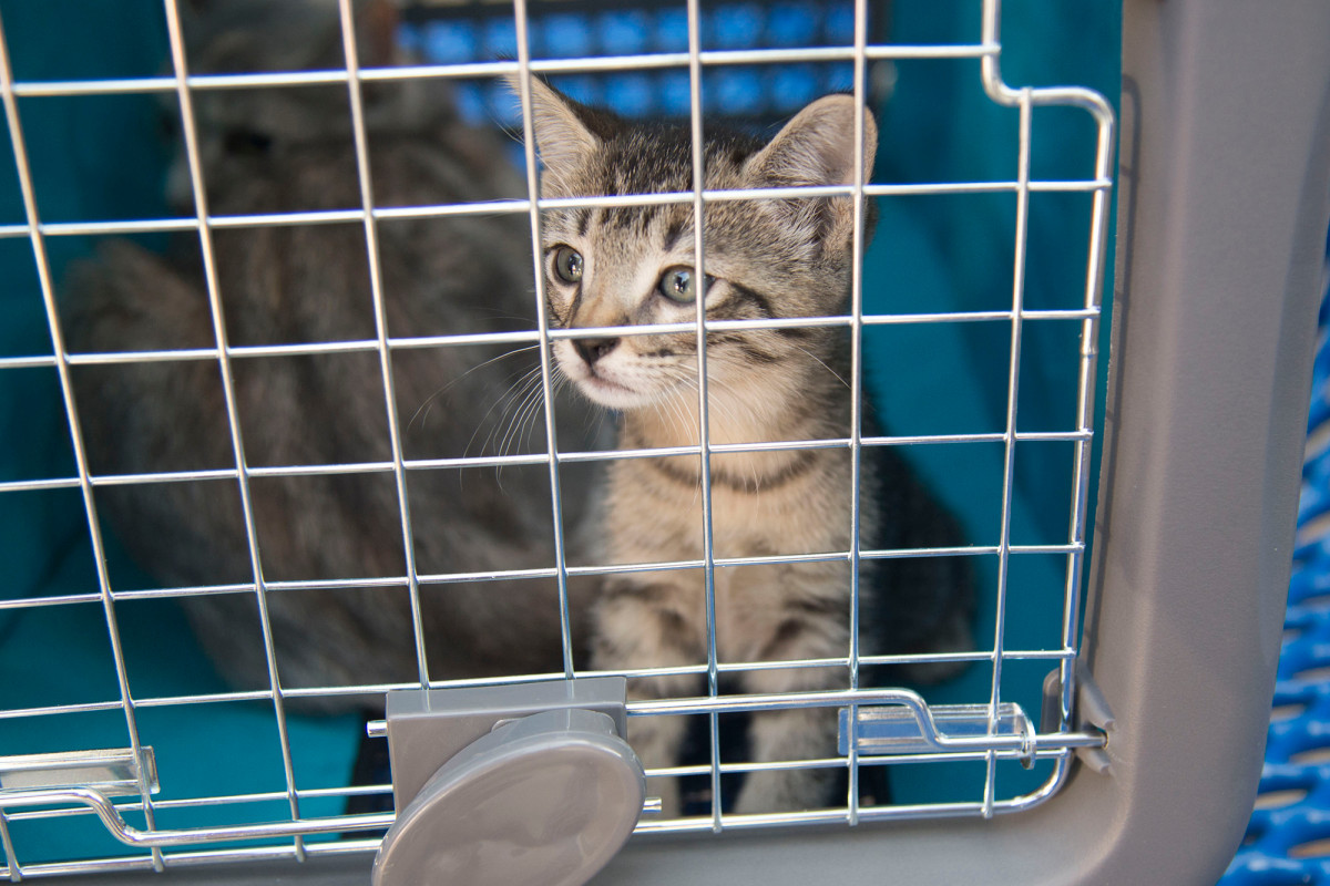 Animal shelters hit hard by coronavirus as adoptions halted 1
