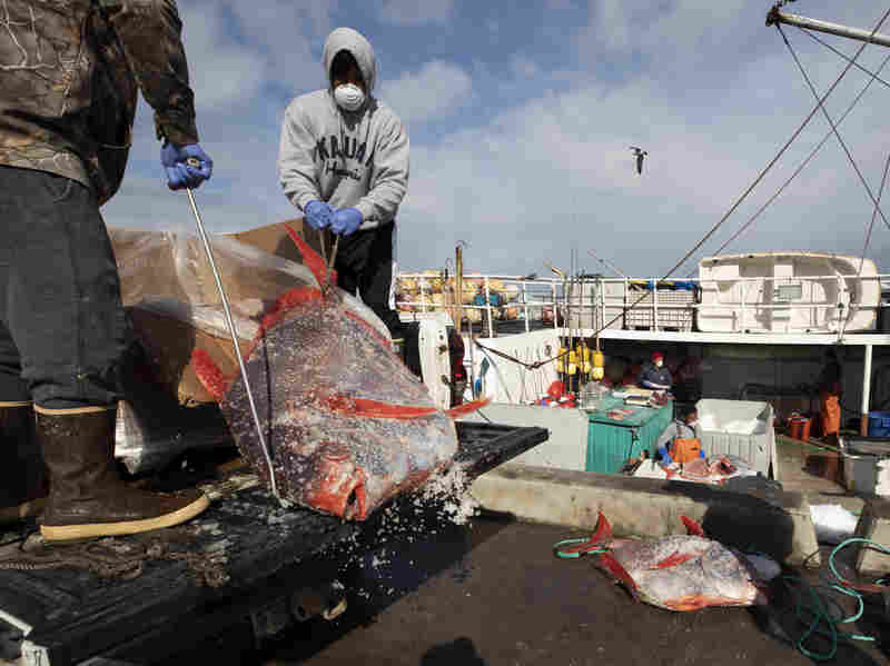 Commercial Fishermen Struggle To Survive In The Face Of Coronavirus 1