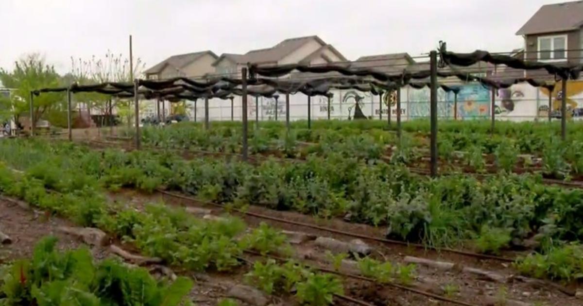 Already struggling farmers hit hard by coronavirus 1