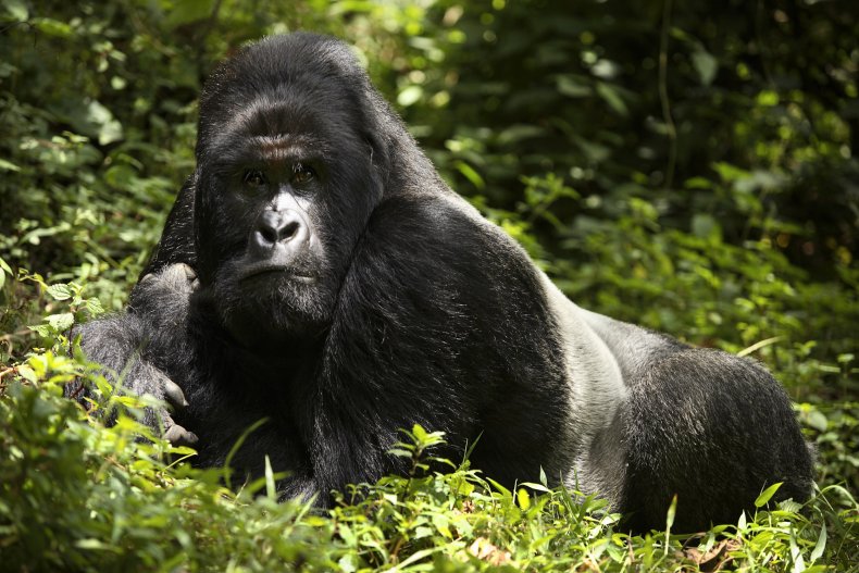 Eastern Gorillas Could be at Risk From Coronavirus, With Endangered Sub-Species 'Very Sensitive to Human Diseases' 1