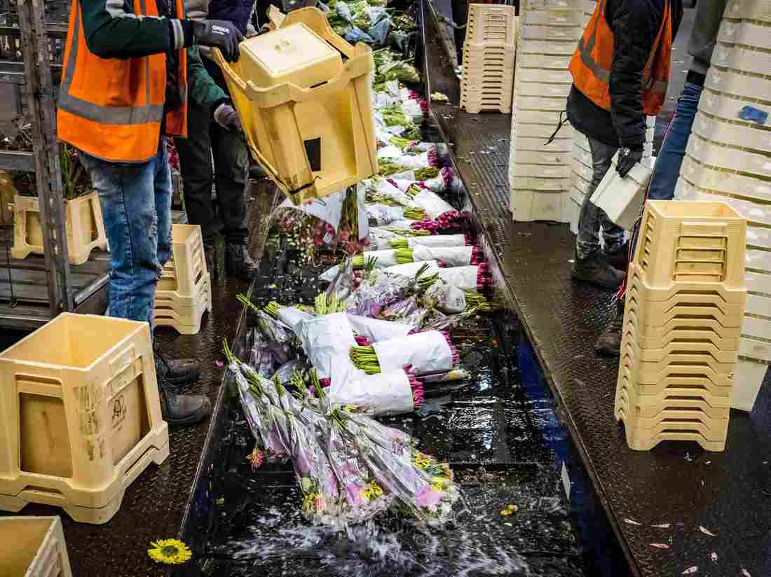 The Netherlands' Huge Flower Sector Wilts As Coronavirus Hurts Business 1