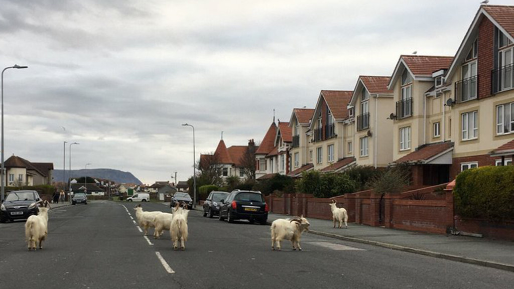 Coronavirus: Welsh town under lockdown occupied by goats 1