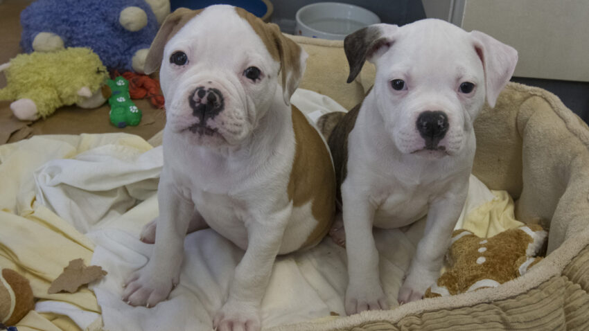 Many things have stopped because of coronavirus. Pet adoption is not one of them. 1