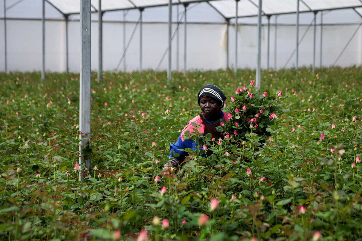 Tulips from Amsterdam? Not in times of coronavirus crisis 1