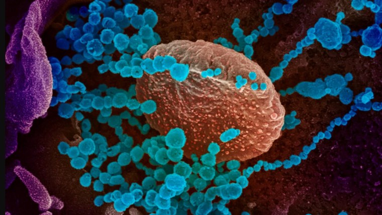 Thousands defy Iraq's coronavirus curfew to visit martyred imam's shrine 1 Thousands defy Iraq's coronavirus curfew to visit martyred imam's shrine 1