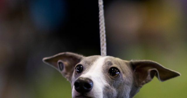 Aussies Rush for Dog Rescue Adoptions to Ease Coronavirus Isolation 1