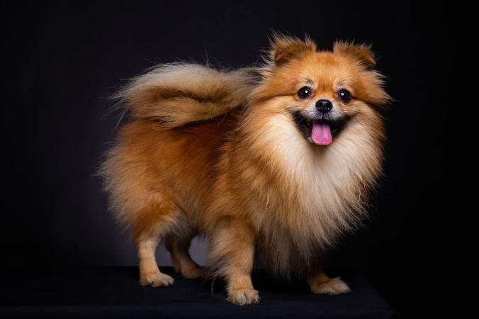 Dog Tests Positive for COVID-19 and marks the 1st case of human-to-canine infection 1