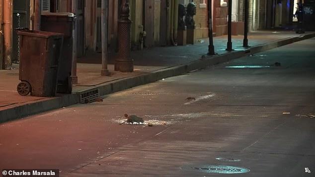 Rats Swarm New Orleans’ French Quarter After Citywide Coronavirus Lockdown, “Death Angel” 1