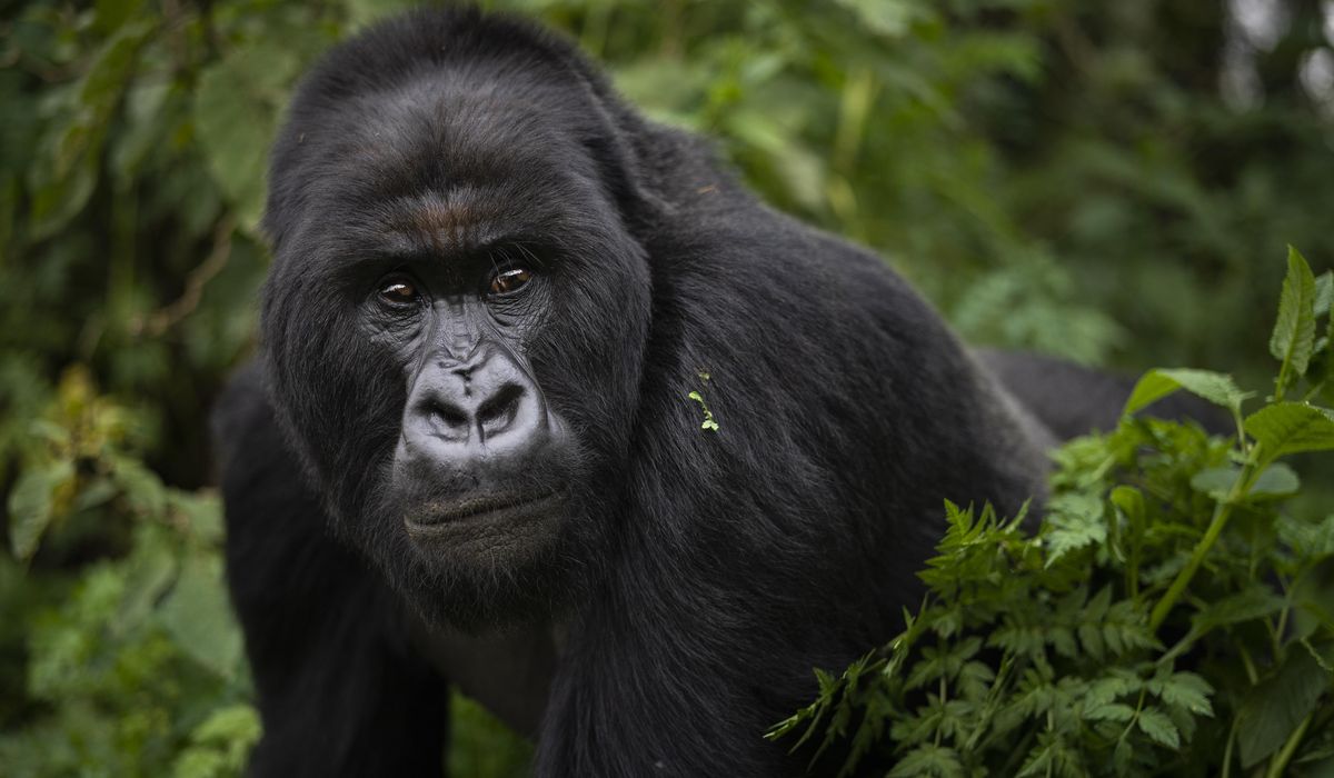 Mountain gorillas at risk from coronavirus 1