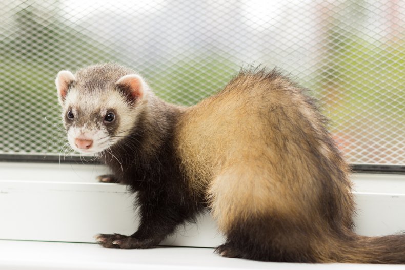 The FDA is Spending $250,000 Testing the Coronavirus on Ferrets 1