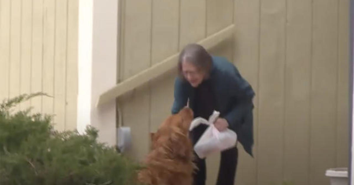 Dog delivers groceries to quarantined neighbor 1