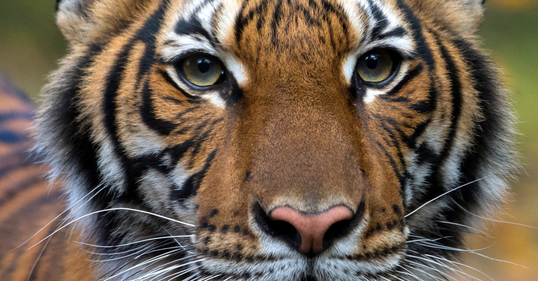 Bronx Zoo Tiger Is Sick With the Coronavirus 1 Bronx Zoo Tiger Is Sick With the Coronavirus 1