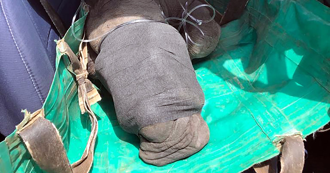 Poachers Kill More Rhinos as Coronavirus Halts Tourism to Africa 1 Poachers Kill More Rhinos as Coronavirus Halts Tourism to Africa 1