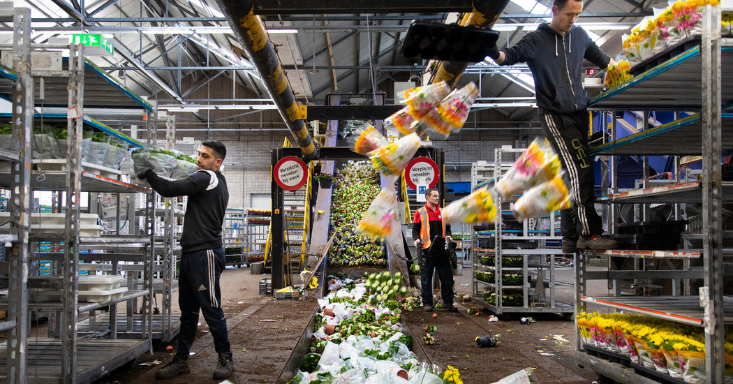 Where Have 140 Million Dutch Tulips Gone? Crushed by the Coronavirus 1