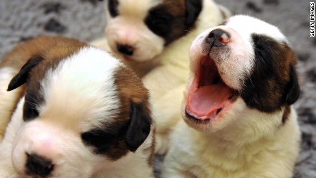 Lions, tigers and house cats: You won't catch coronavirus from felines, experts say 1