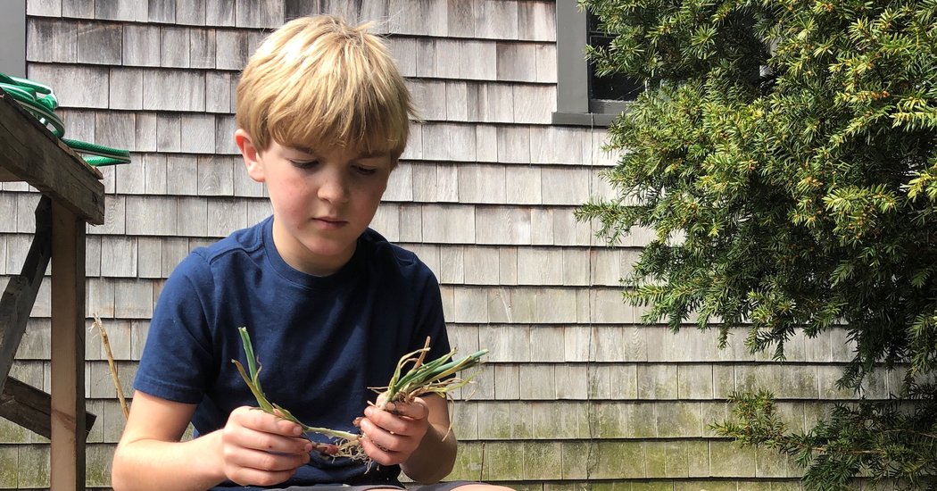 A Plan to Reconnect a Town in Quarantine: 10,000
Onions 1