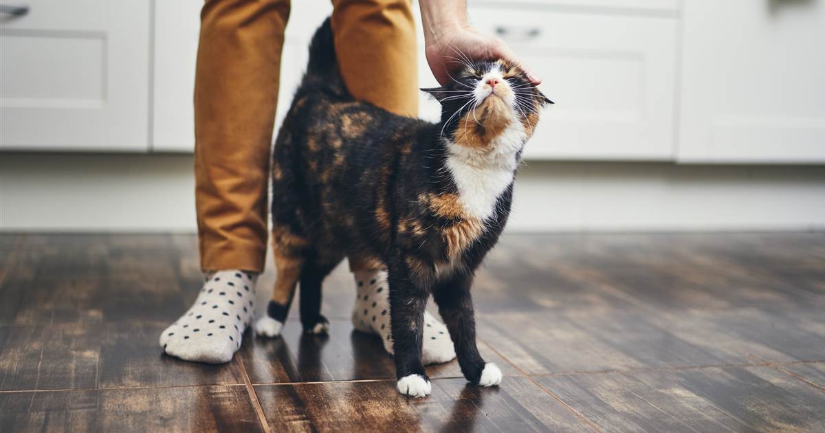 Pets are helping many of us keep it together during the coronavirus lockdowns 1