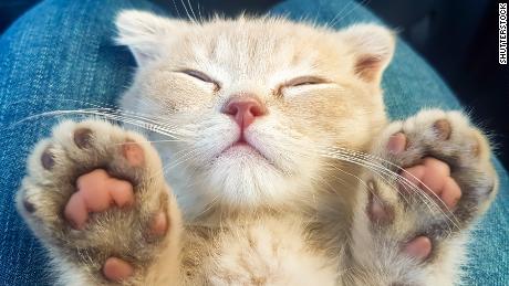Keep your cat indoors if you're self-isolating to limit spread of coronavirus, vets advise owners 1
