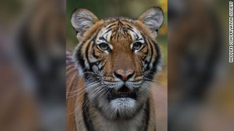 8 big cats test positive for coronavirus at Bronx
Zoo 1