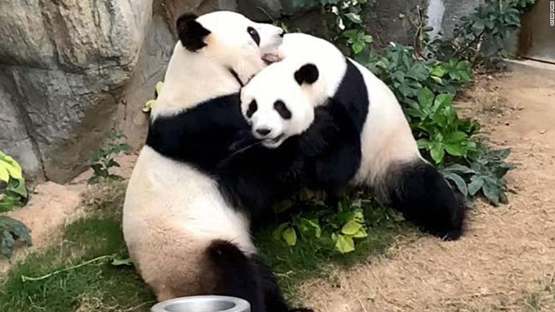Zoo tried to get pandas to mate for 10 years. When coronavirus shut the zoo down, they did 1
