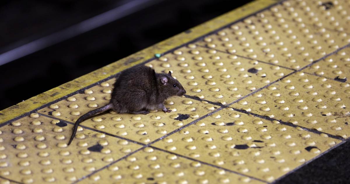Starving, angry and cannibalistic: America's rats are getting desperate amid coronavirus pandemic 1