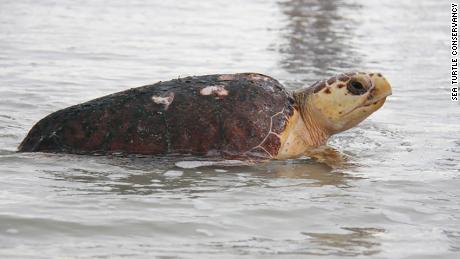 Sea turtles are thriving as coronavirus lockdown empties
Florida beaches 1