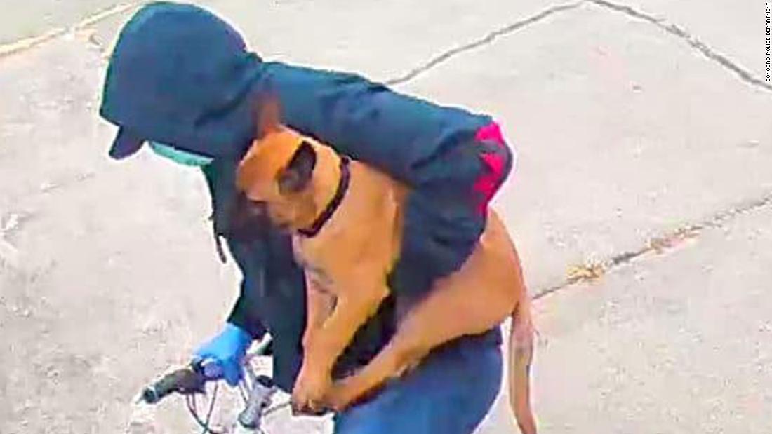 Police want help finding puppy stolen from the home of an ER
nurse helping fight coronavirus 1