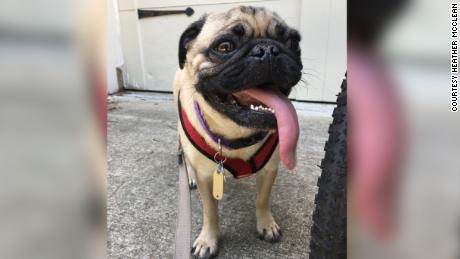 North Carolina pug may be first dog in the US to test
positive for Covid-19 1