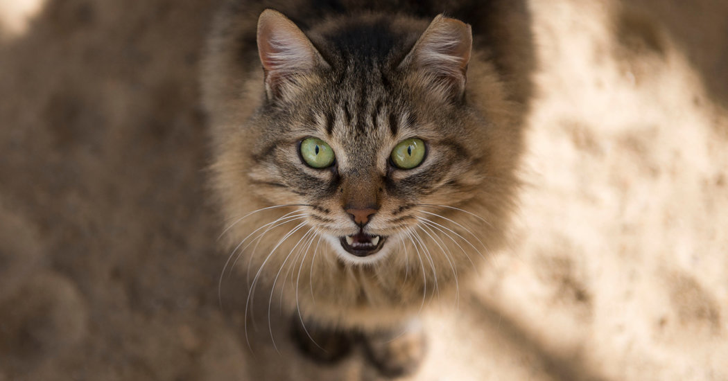 Two Cats Are First U.S. Pets to Test Positive for
Coronavirus 1 Two Cats Are First U.S. Pets to Test Positive for
Coronavirus 1