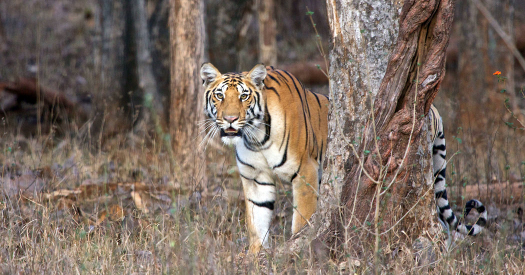 India Sees Coronavirus Threat to Fragile Population:
Tigers 1