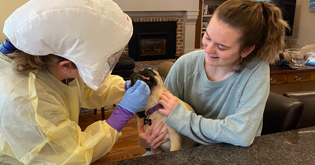 Pug in North Carolina Tests Positive for the Coronavirus,
Researchers Say 1