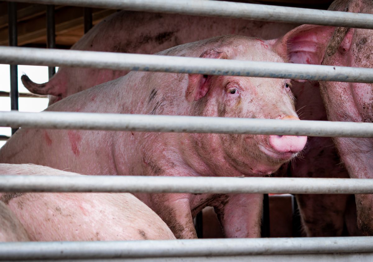 Slaughtering animals is not essential: Don’t use the
coronavirus as an excuse to loosen meat-processing rules 1 Slaughtering animals is not essential: Don’t use the
coronavirus as an excuse to loosen meat-processing rules 1