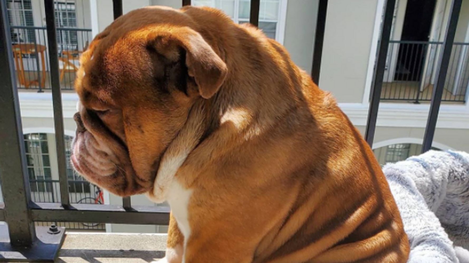 Big Poppa The Bulldog Has Devastated Twitter Users After
Lonely Quarantine Snap 1