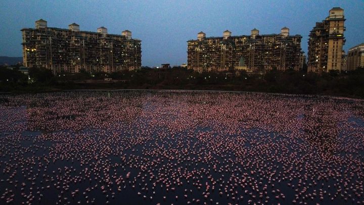Thousands Of Flamingos Take Over India’s Largest City Amid
Coronavirus Lockdown 1