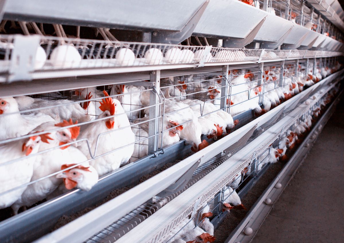 Nearly 2 million chickens to be destroyed over
coronavirus-related staffing shortages 1