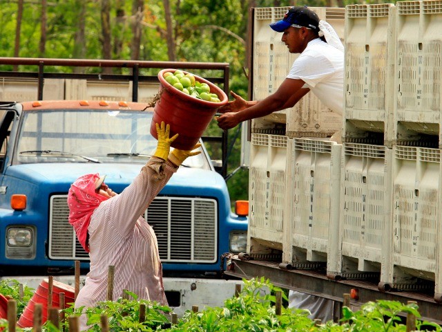 H-2A, H-2B Foreign Workers Not Tested for Coronavirus Before Entering U.S. 1