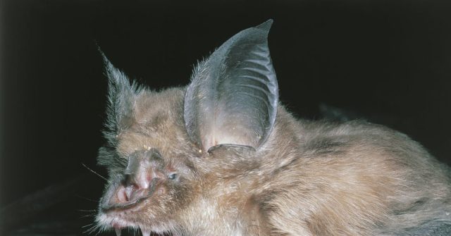 Donald Trump Vows to Investigate Wuhan Lab, Coronavirus
Bats 1