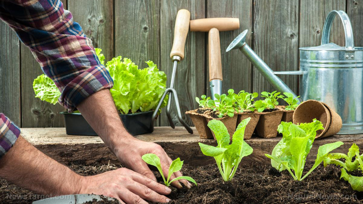 Start square foot gardening and remain self-sufficient even
during the coronavirus pandemic 1