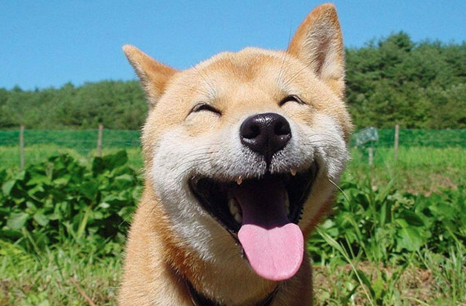 New York City "Doesn't Have Any Dogs Left To Foster" In Latest COVID-19-Related Shortage 1