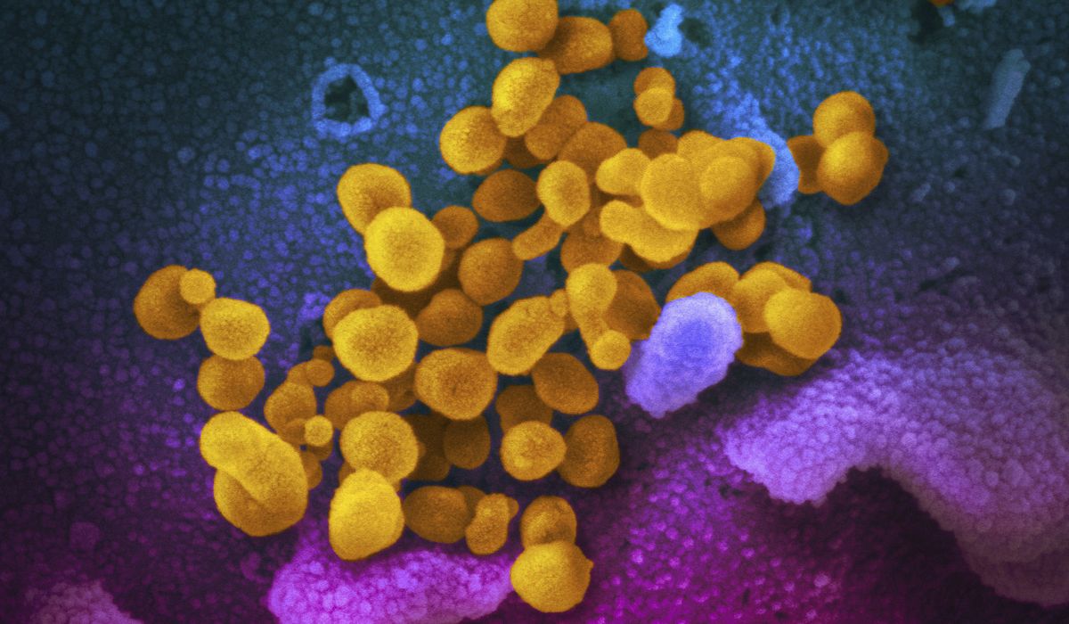 Maatje Benassi targeted in coronavirus 'patient zero'
conspiracy theory 1